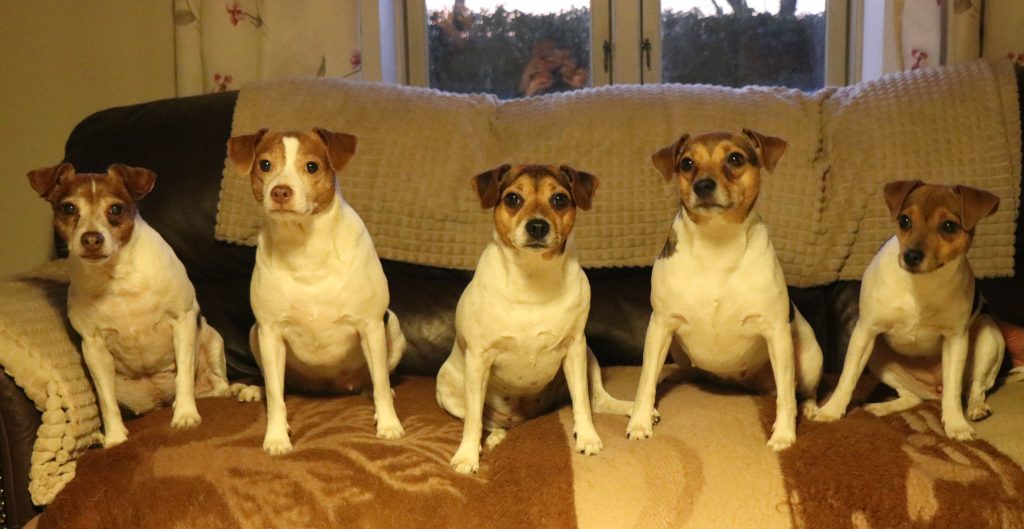 5 generationer
